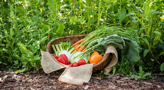 Ein Saisonkalender für Gemüse – Was ist wann verfügbar?