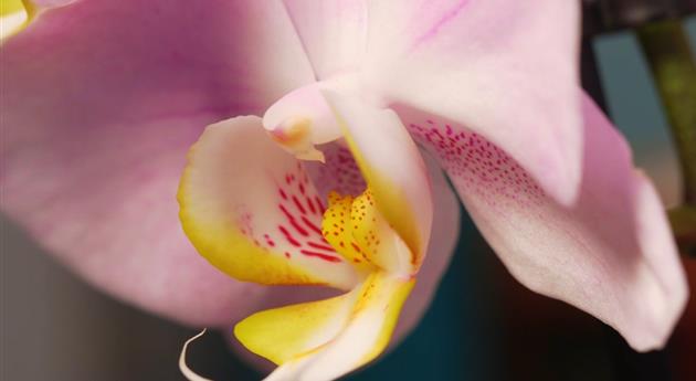 Zimmerpflanzenportrait - Orchidee