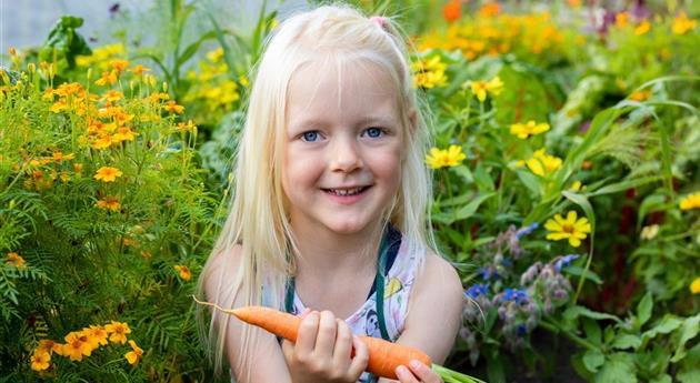 Kind im Garten - Karotten ernten