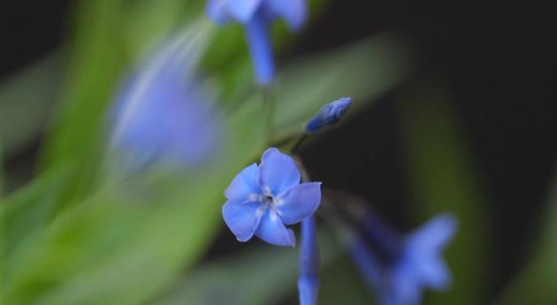 Texas Blaustern - Einpflanzen im Garten