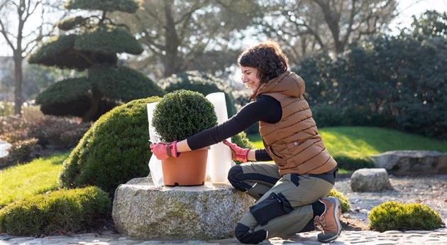 Überwinterung - Frau wickelt Luftpolsterfolie um eine Pflanze