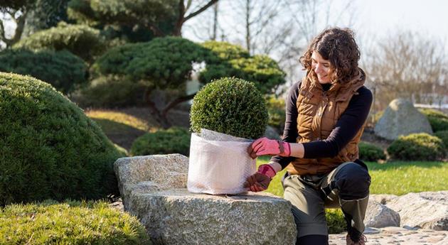 Überwinterung - Frau wickelt Luftpolsterfolie um eine Pflanze