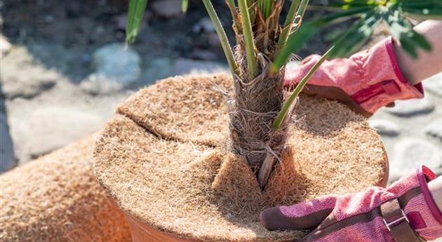Überwinterung - Frau wickelt Kokosscheibe um eine Pflanze