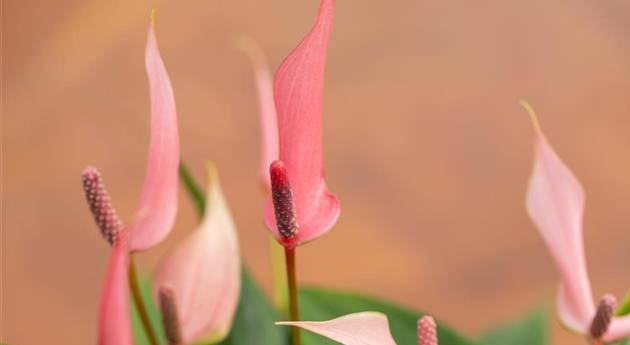 Anthurium x andreanum 'Lilli Rosa'