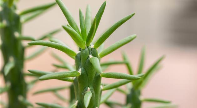 Opuntia subulata