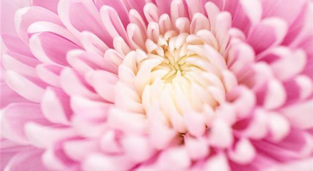 Chrysanthemum indicum 'Supernova Pink'