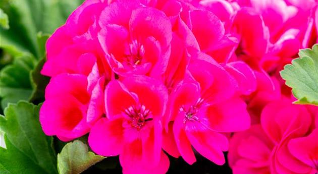 Pelargonium interspecific 'Santana Pink Splash'